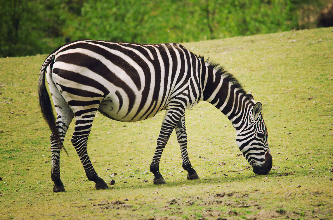Zebra grazing at Beekse Bergen  Beekse bergen,Equus quagga,Plains Zebra
