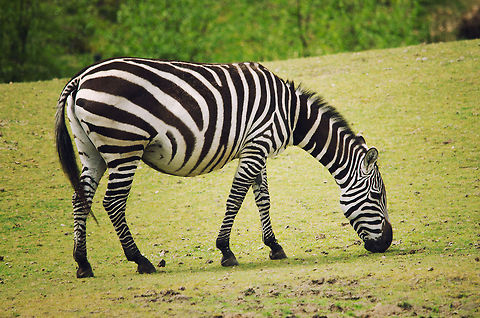 Zebra grazing at Beekse Bergen  Beekse bergen,Equus quagga,Plains Zebra