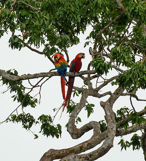 Never alone Scarlet macaw couple, Inírida river, Colombia. Ara macao,Colombia,Fall,Geotagged,Guainía,Inírida,Scarlet Macaw,South America,World