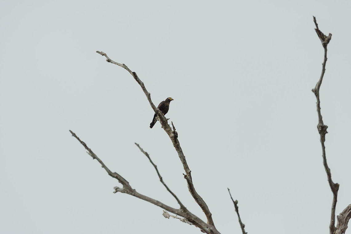 Black caracara, In&iacute;rida, Colombia Sorry for the poor shot, it was far away, from a moving boat, and against the light. Black caracara,Colombia,Daptrius ater,Fall,Geotagged,Guain&iacute;a,In&iacute;rida,South America,World