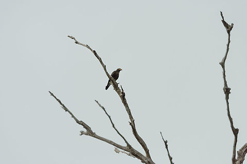 Black caracara, Inírida, Colombia Sorry for the poor shot, it was far away, from a moving boat, and against the light. Black caracara,Colombia,Daptrius ater,Fall,Geotagged,Guainía,Inírida,South America,World