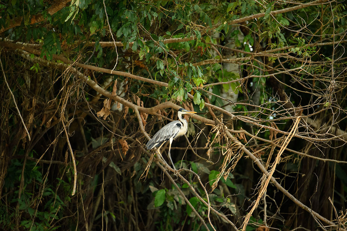 Grey Heron, Inírida river, Colombia  Ardea cinerea,Colombia,Grey heron,Guainía,Inírida,South America,World