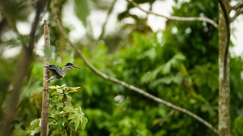 Strong legs of a Striated Heron, Inírida river, Colombia  Butorides striata,Colombia,Guainía,Inírida,South America,Striated heron,World