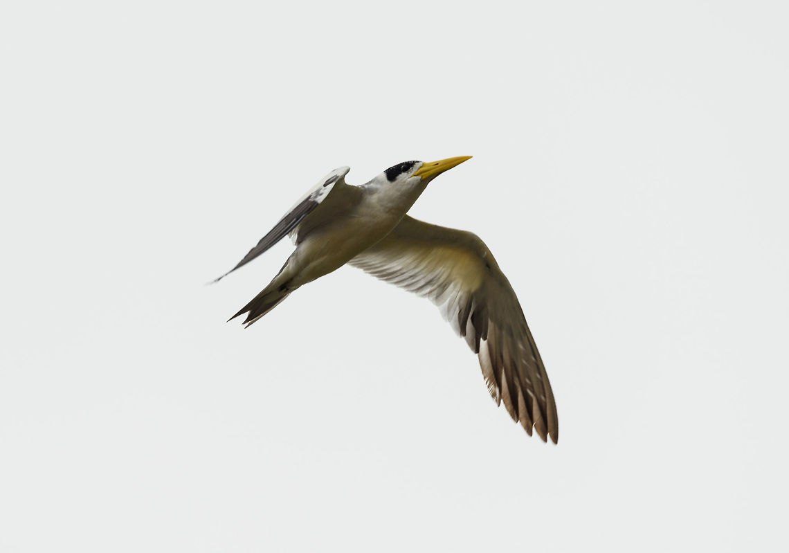 Large-billed tern in flight - II, Inírida river, Colombia If you&#039;re a fish, now would be a good time to go into hiding. Colombia,Fall,Geotagged,Guainía,Inírida,Large-billed tern,Phaetusa simplex,South America,World