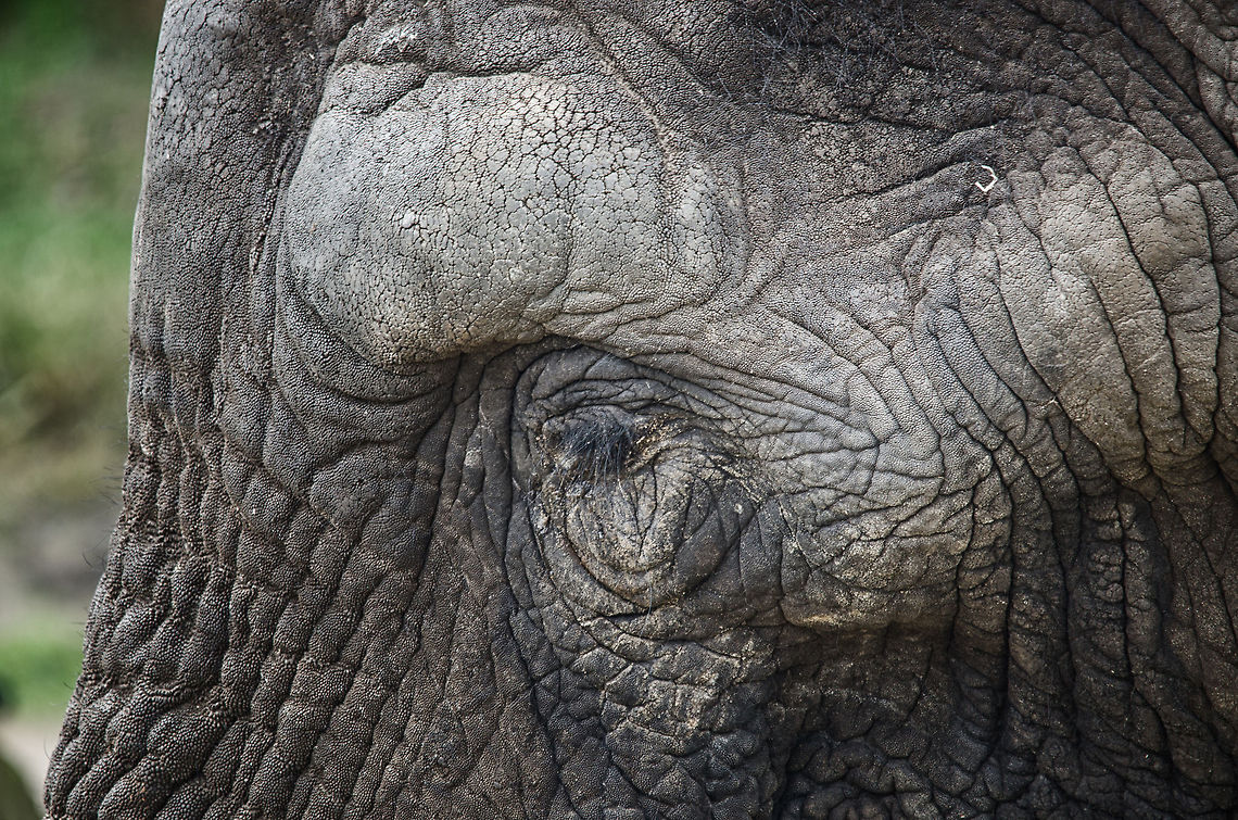The wise and friendly giant Just one look at this aged face reveals wisdom, dignity, kindness, intelligence and hardship. Mandkind should take a learning from how this giant uses its powers kindly and responsibly. African bush elephant,Beekse bergen,Loxodonta africana