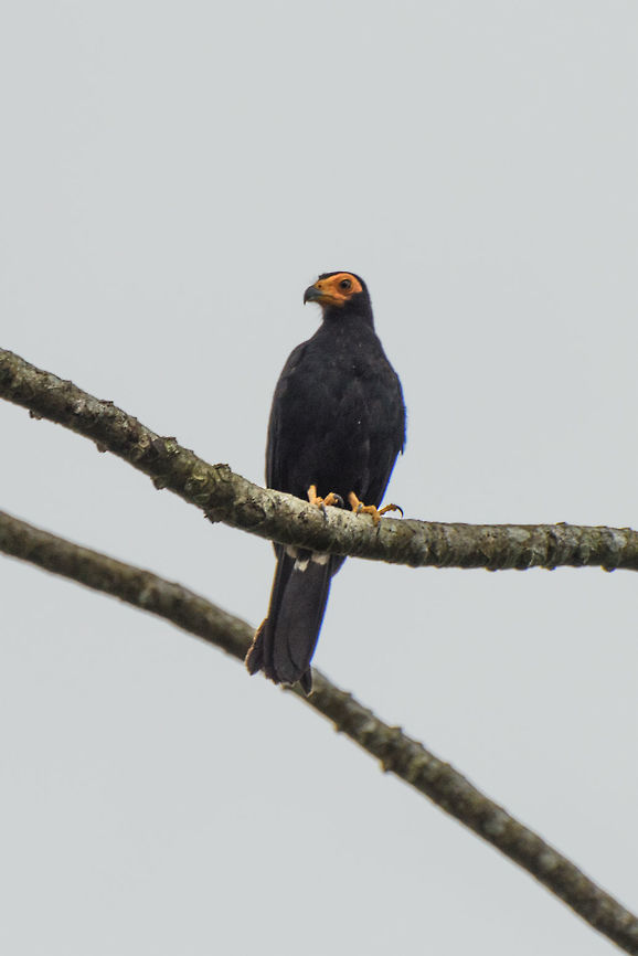 Black caracara - II, In&iacute;rida, Colombia  Black caracara,Colombia,Daptrius ater,Fall,Geotagged,Guain&iacute;a,In&iacute;rida,South America,World