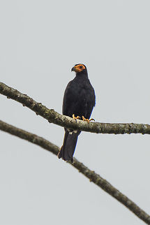 Black caracara - II, Inírida, Colombia  Black caracara,Colombia,Daptrius ater,Fall,Geotagged,Guainía,Inírida,South America,World