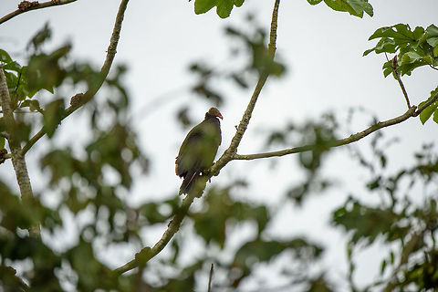 Turkey Vulture in stealth mode, Inírida river, Colombia  Cathartes aura,Colombia,Fall,Geotagged,Guainía,Inírida,South America,Turkey Vulture,World