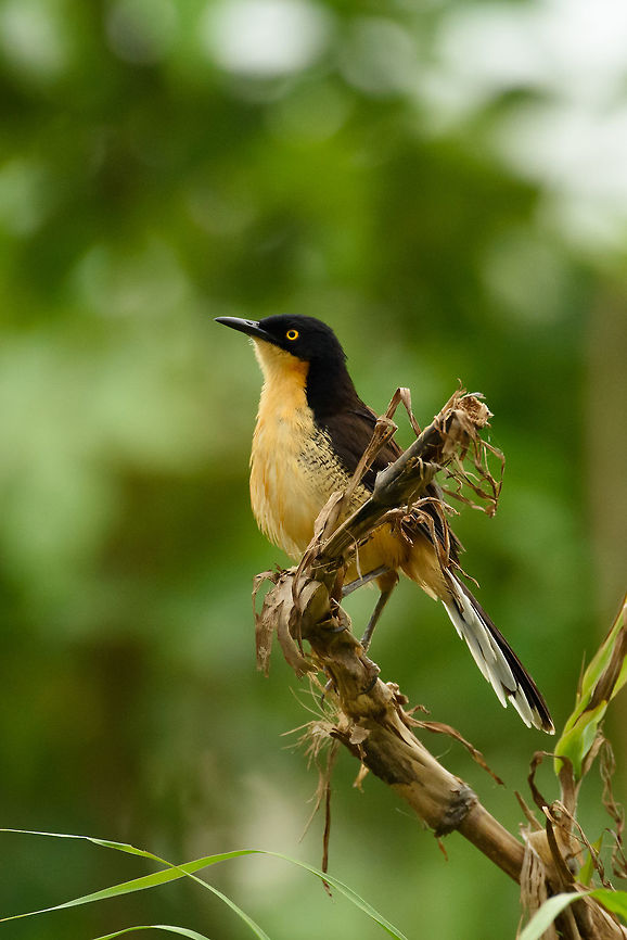 Black-capped donacobius- closeup, Inírida, Colombia A one of a kind bird, the only known member in the Donacobiidae family. Black-capped donacobius,Colombia,Donacobius atricapilla,Fall,Geotagged,Guainía,Inírida,South America,World
