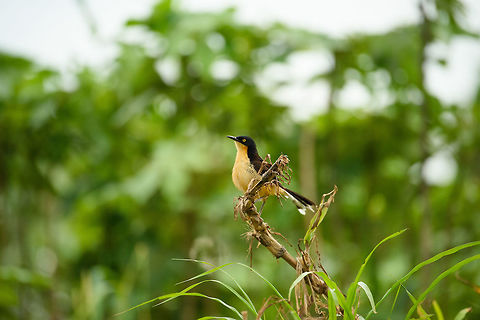 Black-capped donacobius, Inírida, Colombia https://www.jungledragon.com/image/52045/black-capped_donacobius-_closeup_inrida_colombia.html Black-capped donacobius,Colombia,Donacobius atricapilla,Fall,Geotagged,Guainía,Inírida,South America,World