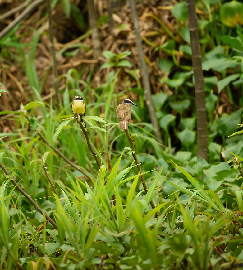 Lesser Kiskadee couple, Inírida river, Colombia Not 100% sure about the identification, Colombia has a dizzying amount of similar looking birds, but I believe this is a likely match. Colombia,Fall,Geotagged,Guainía,Inírida,Lesser kiskadee,Pitangus lictor,South America,World