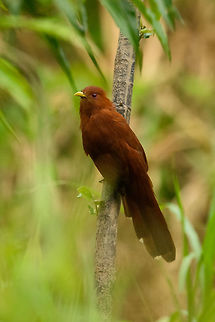 Little Cuckoo - closeup, Inírida, Colombia Not as little as the name suggests. Coccycua minuta,Colombia,Fall,Geotagged,Guainía,Inírida,South America,World,little cuckoo