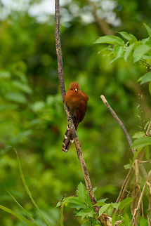 Little Cuckoo - front view, In&iacute;rida, Colombia In this pose showing the black/white checkered tail. Coccycua minuta,Colombia,Fall,Geotagged,Guain&iacute;a,In&iacute;rida,South America,World,little cuckoo