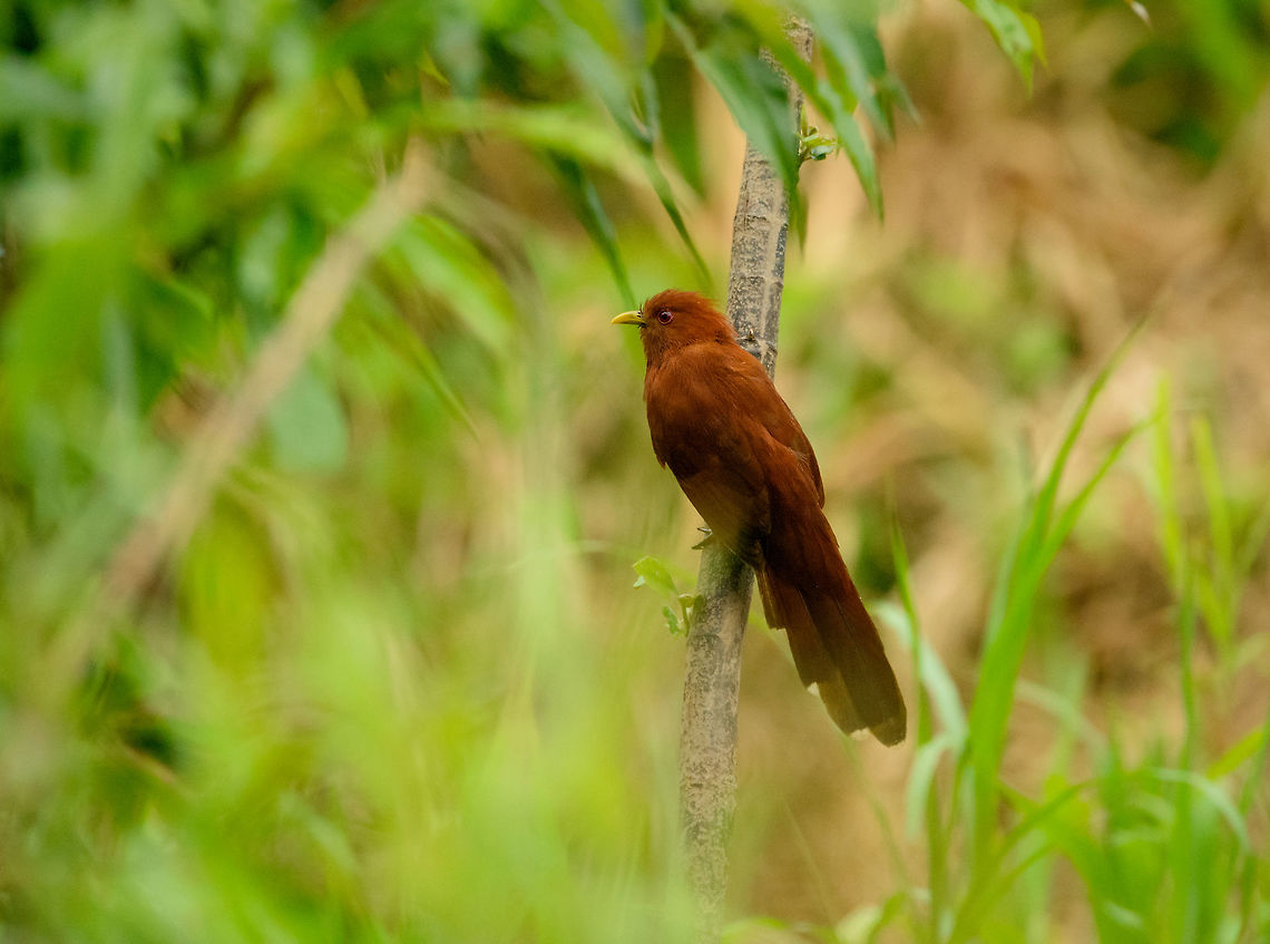 Little Cuckoo, Inírida, Colombia Closeup:<br />
<figure class="photo"><a href="https://www.jungledragon.com/image/52133/little_cuckoo_-_closeup_inrida_colombia.html" title="Little Cuckoo - closeup, In&iacute;rida, Colombia"><img src="https://s3.amazonaws.com/media.jungledragon.com/images/2/52133_thumb.jpg?AWSAccessKeyId=05GMT0V3GWVNE7GGM1R2&Expires=1759968010&Signature=8KCRc1YGgHNcUKmNKjBaWQfzBNY%3D" width="102" height="152" alt="Little Cuckoo - closeup, In&iacute;rida, Colombia Not as little as the name suggests. Coccycua minuta,Colombia,Fall,Geotagged,Guain&iacute;a,In&iacute;rida,South America,World,little cuckoo" /></a></figure> Coccycua minuta,Colombia,Fall,Geotagged,Guainía,Inírida,South America,World,little cuckoo