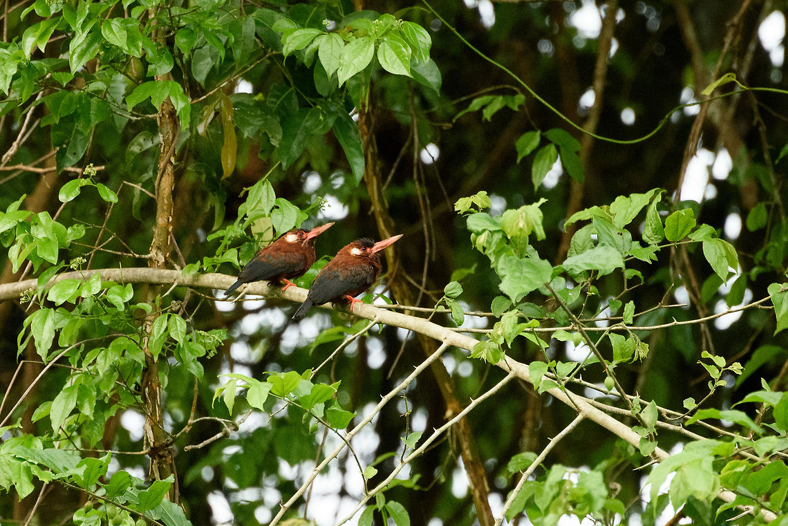 White-eared jacamar couple, In&iacute;rida, Colombia According to our guide, this spotting has scientific value as this lovely couple was found far outside their known range. Colombia,Fall,Galbalcyrhynchus leucotis,Geotagged,Guain&iacute;a,In&iacute;rida,South America,White-eared jacamar,World