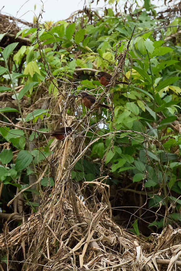 Group of female/juvenile Silver-beaked Tanagers, In&iacute;rida river, Colombia ID correction by Thibaud. Colombia,Fall,Geotagged,Guain&iacute;a,In&iacute;rida,Ramphocelus carbo,Silver Beaked Tanager,South America,World