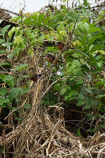 Group of female/juvenile Silver-beaked Tanagers, Inírida river, Colombia ID correction by Thibaud. Colombia,Fall,Geotagged,Guainía,Inírida,Ramphocelus carbo,Silver Beaked Tanager,South America,World