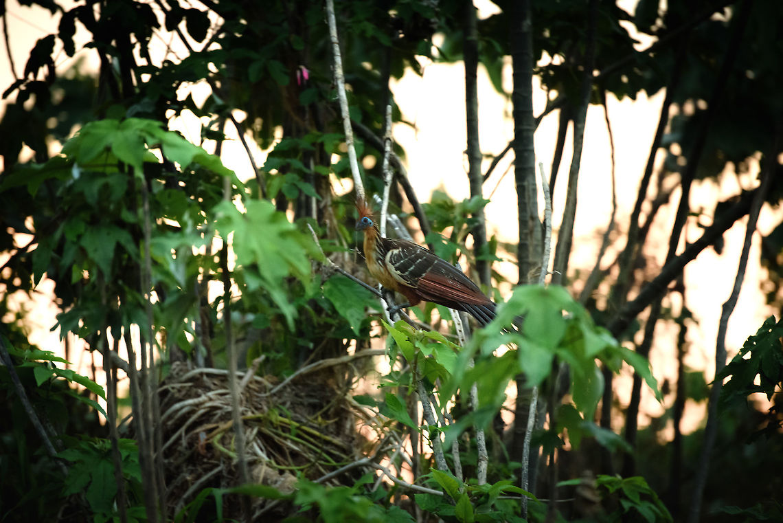 Hoatzin, In&iacute;rida river, Colombia A high and a low at the same time. We were in a part of the In&iacute;rida river called "black lake", which delivered us some incredible birds, all quite up close. Yet we arrived late and were rapidly losing light. Happy to capture this crazy bird, but I wish I would have done a much better job at it, as it's a stunning subject. This one was part of a couple:<br />
<figure class="photo"><a href="https://www.jungledragon.com/image/52139/hoatzin_couple_inrida_river_colombia.html" title="Hoatzin couple, In&iacute;rida river, Colombia"><img src="https://s3.amazonaws.com/media.jungledragon.com/images/2/52139_thumb.jpg?AWSAccessKeyId=05GMT0V3GWVNE7GGM1R2&Expires=1770854410&Signature=IEfdLI8Xnp%2FUXjO6HqKitopdkr4%3D" width="200" height="176" alt="Hoatzin couple, In&iacute;rida river, Colombia Only seconds after these two were on top of each other, making more crazy birds. Colombia,Fall,Geotagged,Guain&iacute;a,Hoatzin,In&iacute;rida,Opisthocomus hoazin,South America,World" /></a></figure> Colombia,Fall,Geotagged,Guain&iacute;a,Hoatzin,In&iacute;rida,Opisthocomus hoazin,South America,World