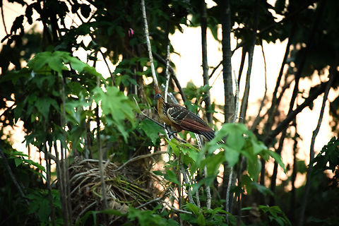 Hoatzin, Inírida river, Colombia A high and a low at the same time. We were in a part of the Inírida river called "black lake", which delivered us some incredible birds, all quite up close. Yet we arrived late and were rapidly losing light. Happy to capture this crazy bird, but I wish I would have done a much better job at it, as it's a stunning subject. This one was part of a couple:
https://www.jungledragon.com/image/52139/hoatzin_couple_inrida_river_colombia.html Colombia,Fall,Geotagged,Guainía,Hoatzin,Inírida,Opisthocomus hoazin,South America,World