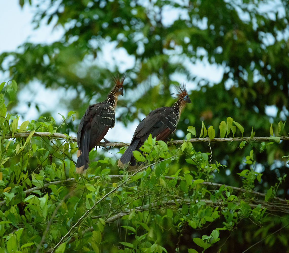 Hoatzin couple, In&iacute;rida river, Colombia Only seconds after these two were on top of each other, making more crazy birds. Colombia,Fall,Geotagged,Guain&iacute;a,Hoatzin,In&iacute;rida,Opisthocomus hoazin,South America,World