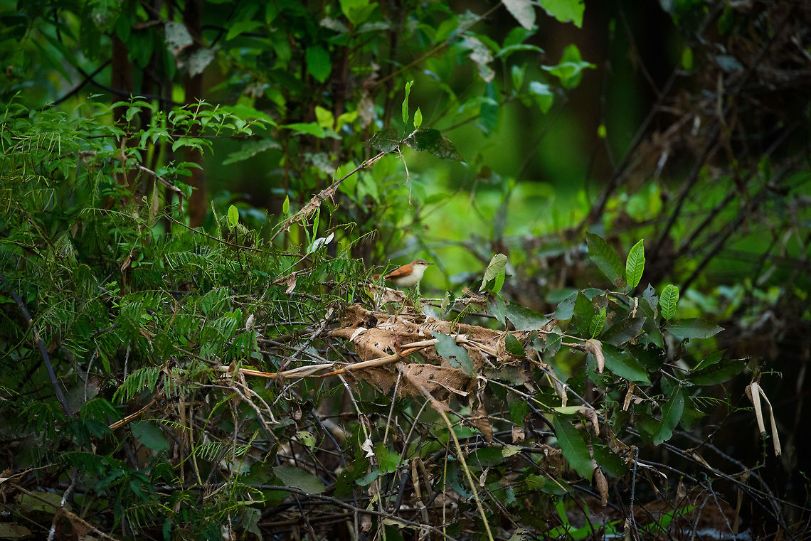 Yellow-chinned spinetail, Inírida river, Colombia Resisting the temptation to crop this one. Certhiaxis cinnamomeus,Colombia,Fall,Geotagged,Guainía,Inírida,South America,World,Yellow-chinned spinetail