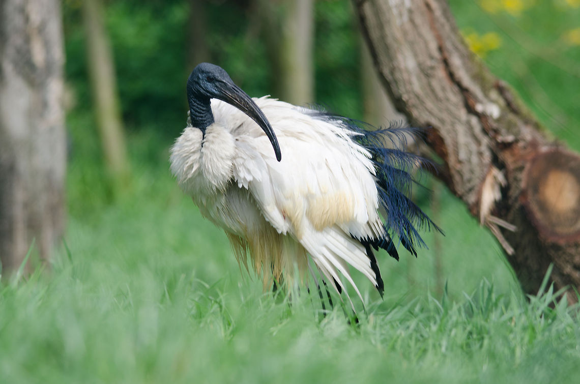 African Sacred Ibis Captured at the Beekse Bergen, the Netherlands. African Sacred Ibis,Beekse bergen,Geotagged,The Netherlands,Threskiornis aethiopicus