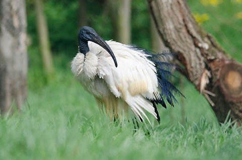 African Sacred Ibis Captured at the Beekse Bergen, the Netherlands. African Sacred Ibis,Beekse bergen,Geotagged,The Netherlands,Threskiornis aethiopicus