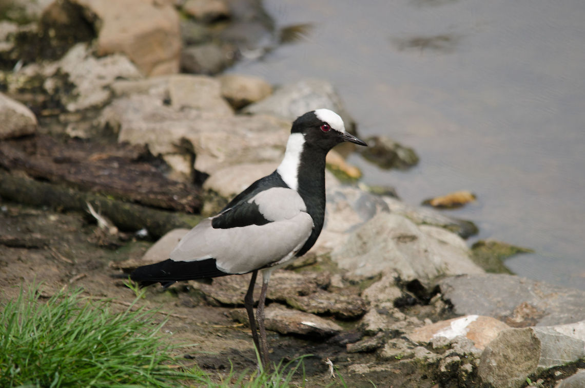 Blacksmith lapwing  Beekse bergen,Blacksmith Lapwing,Vanellus armatus