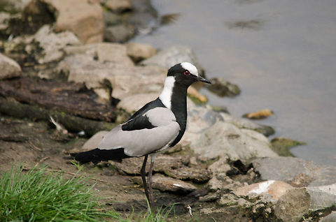 Blacksmith lapwing  Beekse bergen,Blacksmith Lapwing,Vanellus armatus