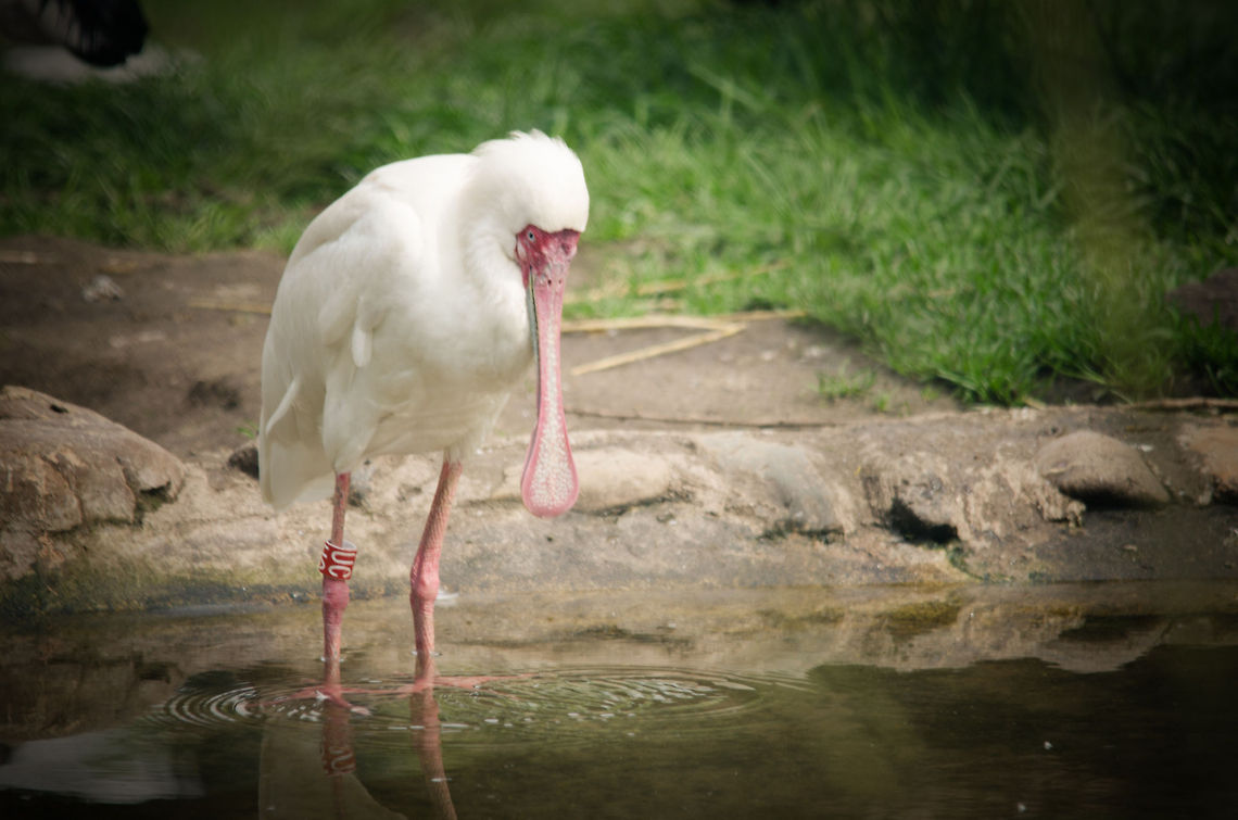 African Spoonbill Not very sharp, but its a specie introduction :) African Spoonbill,Beekse bergen,Platalea alba