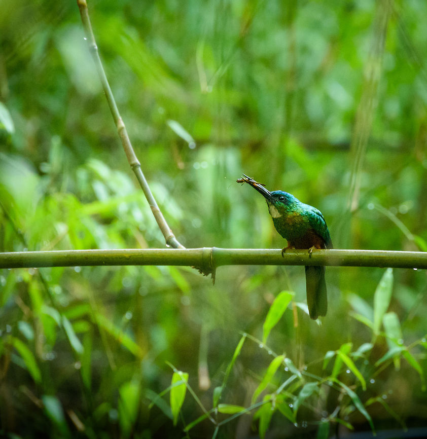 Green-tailed Jacamar feeding, In&iacute;rida, Colombia <figure class="photo"><a href="https://www.jungledragon.com/image/52181/green-tailed_jacamar_closeup_inrida_colombia.html" title="Green-tailed jacamar closeup, In&iacute;rida, Colombia"><img src="https://s3.amazonaws.com/media.jungledragon.com/images/2/52181_thumb.jpg?AWSAccessKeyId=05GMT0V3GWVNE7GGM1R2&Expires=1769040010&Signature=aa4lPriLhdr%2ByprOg78Bcur5mOA%3D" width="102" height="152" alt="Green-tailed jacamar closeup, In&iacute;rida, Colombia Lots of confusion in identifying this one, but I hope I have it correct now. Reference:<br />
https://neotropical.birds.cornell.edu/Species-Account/nb/species/grtjac1/overview Colombia,Fall,Galbula leucogastra,Geotagged,Green-tailed jacamar,Guain&iacute;a,In&iacute;rida,South America,World" /></a></figure> Colombia,Fall,Galbula galbula,Geotagged,Green-tailed jacamar,Guain&iacute;a,In&iacute;rida,South America,World