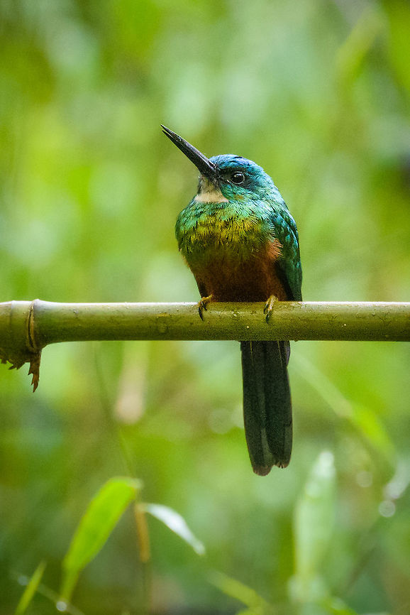 Green-tailed jacamar closeup, In&iacute;rida, Colombia Lots of confusion in identifying this one, but I hope I have it correct now. Reference:<br />
<a href="https://neotropical.birds.cornell.edu/Species-Account/nb/species/grtjac1/overview" rel="nofollow">https://neotropical.birds.cornell.edu/Species-Account/nb/species/grtjac1/overview</a> Colombia,Fall,Galbula leucogastra,Geotagged,Green-tailed jacamar,Guain&iacute;a,In&iacute;rida,South America,World