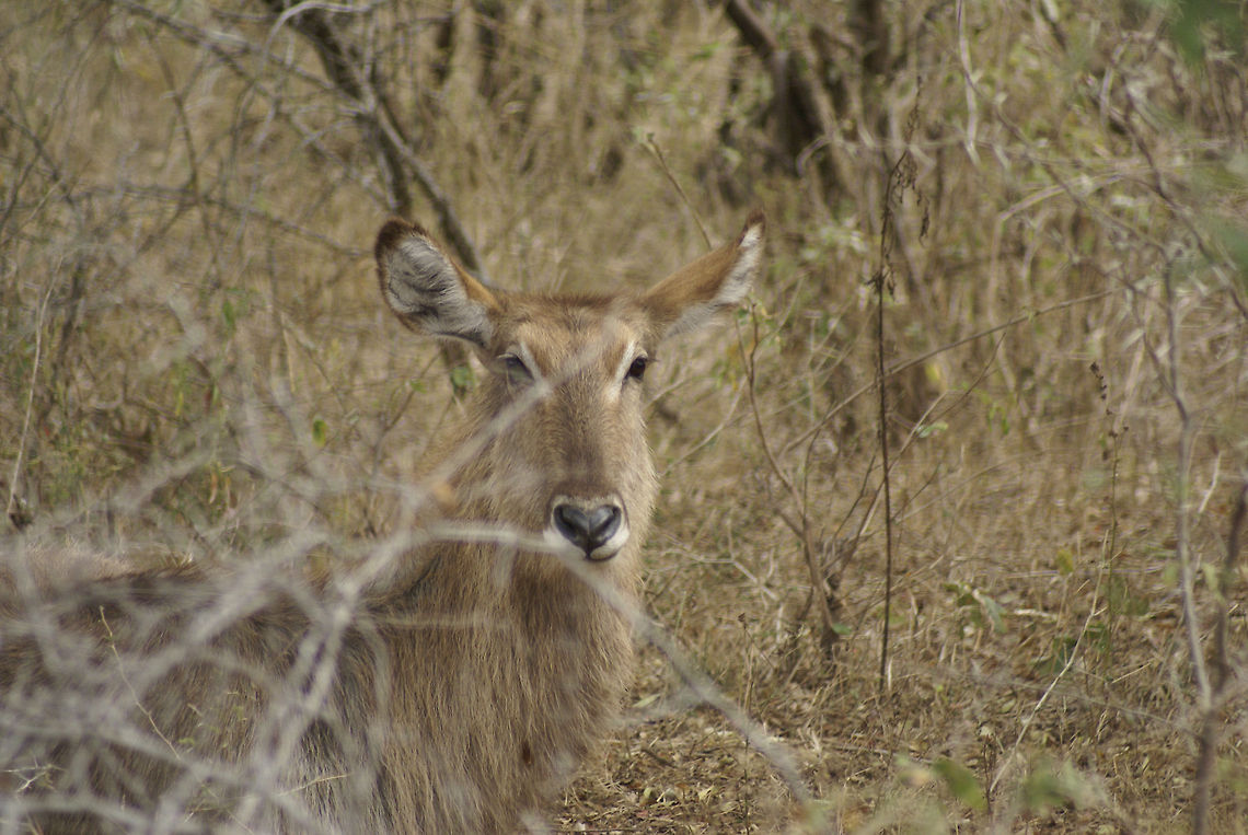 Female Waterbuck I think she likes me. She even has a heart-shaped nose. Too bad there&#039;s allways a branch in the way. Artiodactyla,Buck,Kobus ellipsiprymnus,Kruger,Waterbuck
