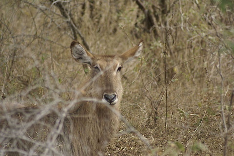 Female Waterbuck I think she likes me. She even has a heart-shaped nose. Too bad there's allways a branch in the way. Artiodactyla,Buck,Kobus ellipsiprymnus,Kruger,Waterbuck