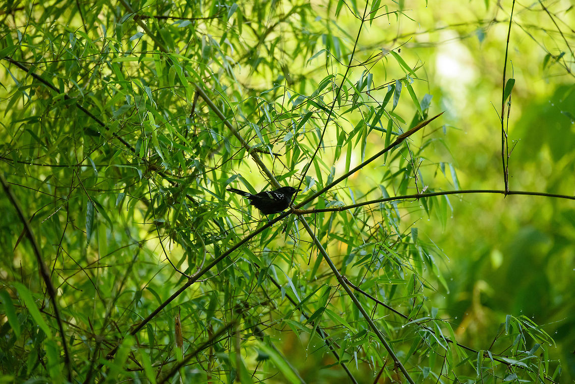 Male Dot-winged antwren, In&iacute;rida, Colombia Enter the confusing world of antwrens, in particular the males are a source of confusion and misinformation, many sharing this black appearance with white highlights. Judged by the de facto standard book "Birds of Colombia", this can't be a dot-winged antwren, as the male's eye is illustrated as red (on this photo it is black), and the distribution does not match. Still it very likely is a dot-winged antwren, based on the length and marking on the tail, but even more important: the distinct appearance of the female, which I found only metres away:<br />
<br />
<figure class="photo"><a href="https://www.jungledragon.com/image/52220/female_dot-winged_antwren_inrida_colombia.html" title="Female Dot-winged antwren, In&iacute;rida, Colombia"><img src="https://s3.amazonaws.com/media.jungledragon.com/images/2/52220_thumb.jpg?AWSAccessKeyId=05GMT0V3GWVNE7GGM1R2&Expires=1770854410&Signature=b6xdVm3moK7WZ032yKU8qveTNPU%3D" width="200" height="134" alt="Female Dot-winged antwren, In&iacute;rida, Colombia Sorry for the poor photo, I'm sharing to support the identification of this ant-wren:<br />
https://www.jungledragon.com/image/52219/male_dot-winged_antwren_inrida_colombia.html<br />
<br />
This female's appearance is distinct and can be used to identify the nearby male. Colombia,Dot-winged antwren,Fall,Geotagged,Guain&iacute;a,In&iacute;rida,Microrhopias quixensis,South America,World" /></a></figure><br />
<br />
Lesson learned is that even though that book is a standard work, it cannot be trusted entirely. Local guides know this and regularly criticize the poor and misleading illustrations in the book. Not to bash the book though, it's no small effort to document the 2,000 birds of Colombia. Closeup:<br />
<br />
<figure class="photo"><a href="https://www.jungledragon.com/image/52221/male_dot-winged_antwren_-_closeup_inrida_colombia.html" title="Male Dot-winged antwren - closeup, In&iacute;rida, Colombia"><img src="https://s3.amazonaws.com/media.jungledragon.com/images/2/52221_thumb.jpg?AWSAccessKeyId=05GMT0V3GWVNE7GGM1R2&Expires=1770854410&Signature=VyAiHtoFyoJl24A1WLNenXhhxfc%3D" width="200" height="134" alt="Male Dot-winged antwren - closeup, In&iacute;rida, Colombia  Colombia,Dot-winged antwren,Fall,Geotagged,Guain&iacute;a,In&iacute;rida,Microrhopias quixensis,South America,World" /></a></figure><br />
 Colombia,Dot-winged antwren,Fall,Geotagged,Guain&iacute;a,In&iacute;rida,Microrhopias quixensis,South America,World