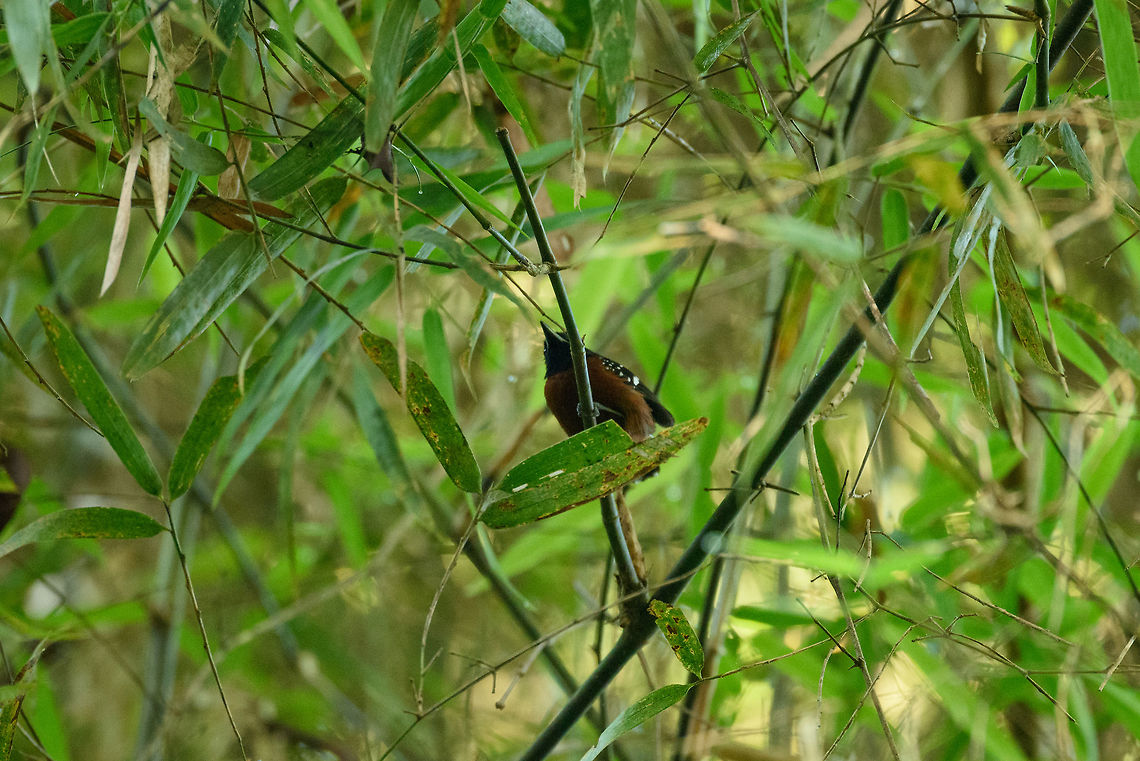 Female Dot-winged antwren, Inírida, Colombia Sorry for the poor photo, I&#039;m sharing to support the identification of this ant-wren:<br />
<figure class="photo"><a href="https://www.jungledragon.com/image/52219/male_dot-winged_antwren_inrida_colombia.html" title="Male Dot-winged antwren, In&iacute;rida, Colombia"><img src="https://s3.amazonaws.com/media.jungledragon.com/images/2/52219_thumb.jpg?AWSAccessKeyId=05GMT0V3GWVNE7GGM1R2&Expires=1759968010&Signature=8QFIk%2FovFXpvh9mO4DXBiYI6WVE%3D" width="200" height="134" alt="Male Dot-winged antwren, In&iacute;rida, Colombia Enter the confusing world of antwrens, in particular the males are a source of confusion and misinformation, many sharing this black appearance with white highlights. Judged by the de facto standard book &quot;Birds of Colombia&quot;, this can&#039;t be a dot-winged antwren, as the male&#039;s eye is illustrated as red (on this photo it is black), and the distribution does not match. Still it very likely is a dot-winged antwren, based on the length and marking on the tail, but even more important: the distinct appearance of the female, which I found only metres away:<br />
<br />
https://www.jungledragon.com/image/52220/female_dot-winged_antwren_inrida_colombia.html<br />
<br />
Lesson learned is that even though that book is a standard work, it cannot be trusted entirely. Local guides know this and regularly criticize the poor and misleading illustrations in the book. Not to bash the book though, it&#039;s no small effort to document the 2,000 birds of Colombia. Closeup:<br />
<br />
https://www.jungledragon.com/image/52221/male_dot-winged_antwren_-_closeup_inrida_colombia.html<br />
 Colombia,Dot-winged antwren,Fall,Geotagged,Guain&iacute;a,In&iacute;rida,Microrhopias quixensis,South America,World" /></a></figure><br />
<br />
This female&#039;s appearance is distinct and can be used to identify the nearby male. Colombia,Dot-winged antwren,Fall,Geotagged,Guainía,Inírida,Microrhopias quixensis,South America,World