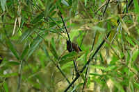 Female Dot-winged antwren, In&iacute;rida, Colombia Sorry for the poor photo, I'm sharing to support the identification of this ant-wren:<br />
https://www.jungledragon.com/image/52219/male_dot-winged_antwren_inrida_colombia.html<br />
<br />
This female's appearance is distinct and can be used to identify the nearby male. Colombia,Dot-winged antwren,Fall,Geotagged,Guain&iacute;a,In&iacute;rida,Microrhopias quixensis,South America,World