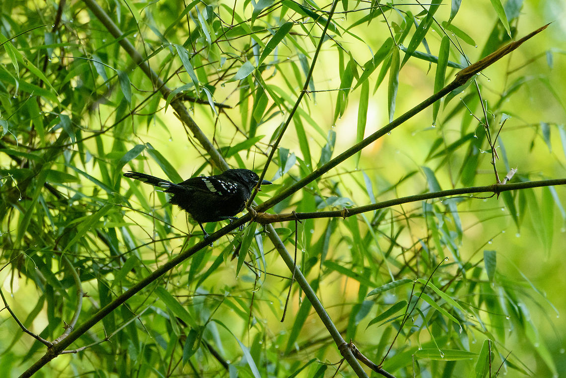 Male Dot-winged antwren - closeup, Inírida, Colombia  Colombia,Dot-winged antwren,Fall,Geotagged,Guainía,Inírida,Microrhopias quixensis,South America,World