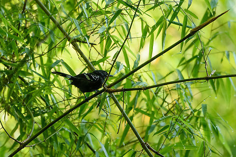 Male Dot-winged antwren - closeup, Inírida, Colombia  Colombia,Dot-winged antwren,Fall,Geotagged,Guainía,Inírida,Microrhopias quixensis,South America,World