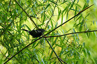 Male Dot-winged antwren - closeup, In&iacute;rida, Colombia  Colombia,Dot-winged antwren,Fall,Geotagged,Guain&iacute;a,In&iacute;rida,Microrhopias quixensis,South America,World