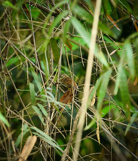 Orinoco softtail, In&iacute;rida river, Colombia Our 2nd spotting of this bird which is not in the main birds book, and of which there are only a few images online. As we've seen it on two separate days, it shows it's not extremely rare, at least not in this area, rather it is poorly described. 
https://www.jungledragon.com/image/52223/orinoco_softtail_inrida_river_-_ii_colombia.html Colombia,Fall,Geotagged,Guain&iacute;a,In&iacute;rida,Orinoco softtail,South America,Thripophaga cherriei,World