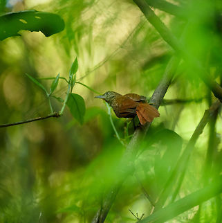 Orinoco softtail, In&iacute;rida river - II, Colombia Since the internet has almost no images of this bird, I'll overshare a bit and post even a bad one like this :) Colombia,Fall,Geotagged,Guain&iacute;a,In&iacute;rida,Orinoco softtail,South America,Thripophaga cherriei,World