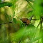 Orinoco softtail, In&iacute;rida river - II, Colombia Since the internet has almost no images of this bird, I'll overshare a bit and post even a bad one like this :) Colombia,Fall,Geotagged,Guain&iacute;a,In&iacute;rida,Orinoco softtail,South America,Thripophaga cherriei,World