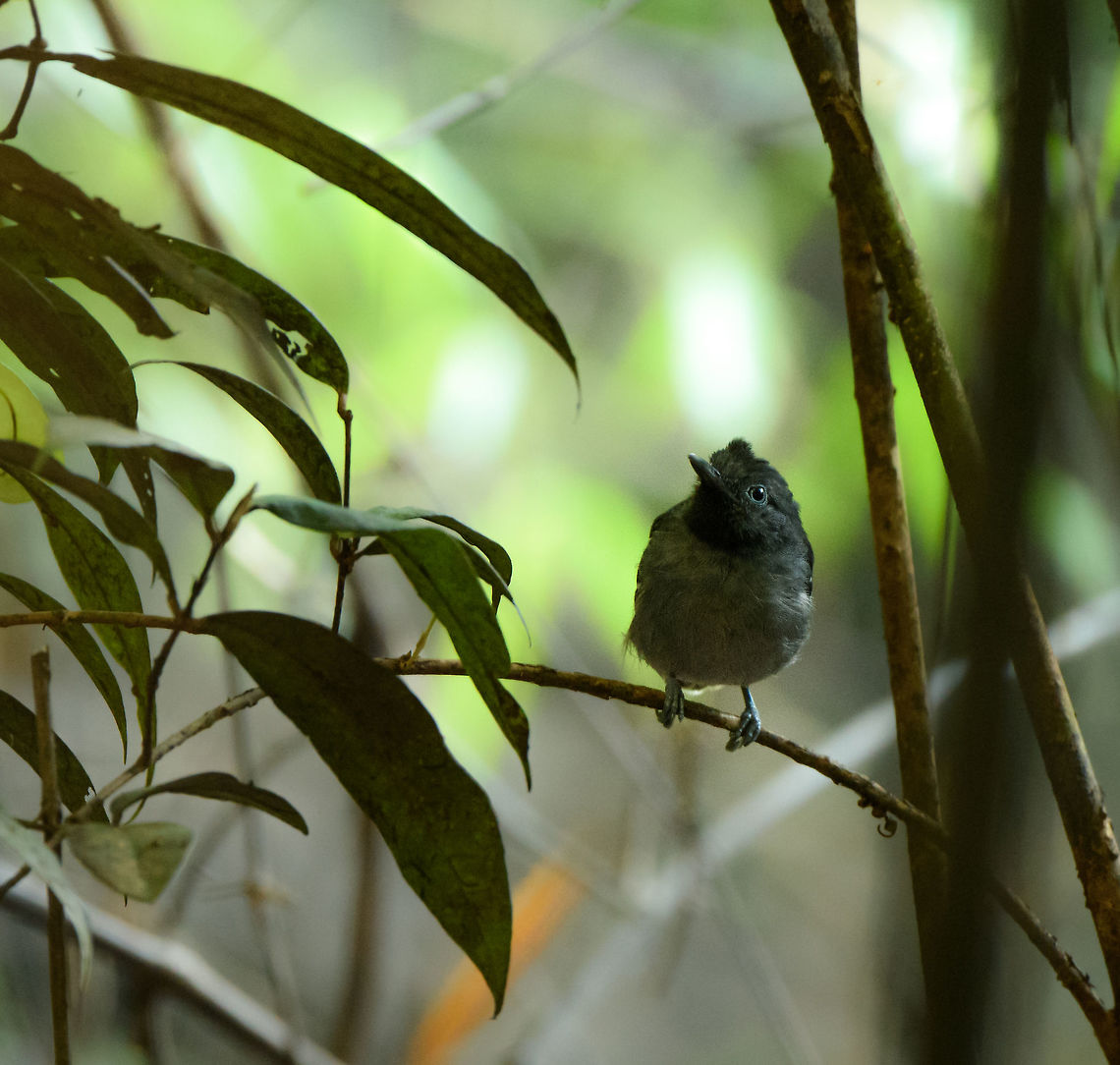 Black-chinned antbird, Inírida, Colombia Our guide identified this as the grey-chinned antbird, but no such bird exists. He did not have his book with him to confirm the real name, so in the meanwhile I assume he means the black-chinned antbird. Once I get the full name, I will correct the ID if needed. Black-chinned antbird,Colombia,Fall,Geotagged,Guainía,Hypocnemoides melanopogon,Inírida,South America,World