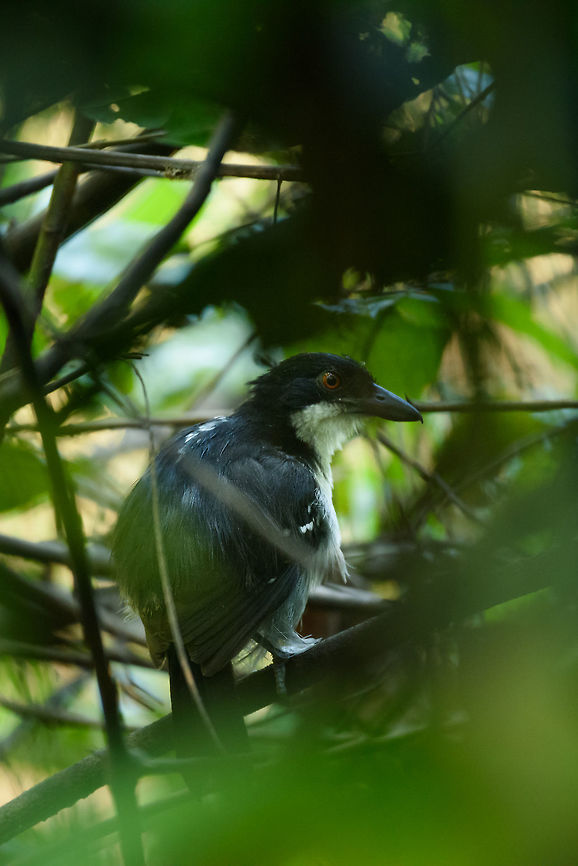 Great antshrike, Inírida, Colombia  Colombia,Fall,Geotagged,Great antshrike,Guainía,Inírida,South America,Taraba major,World