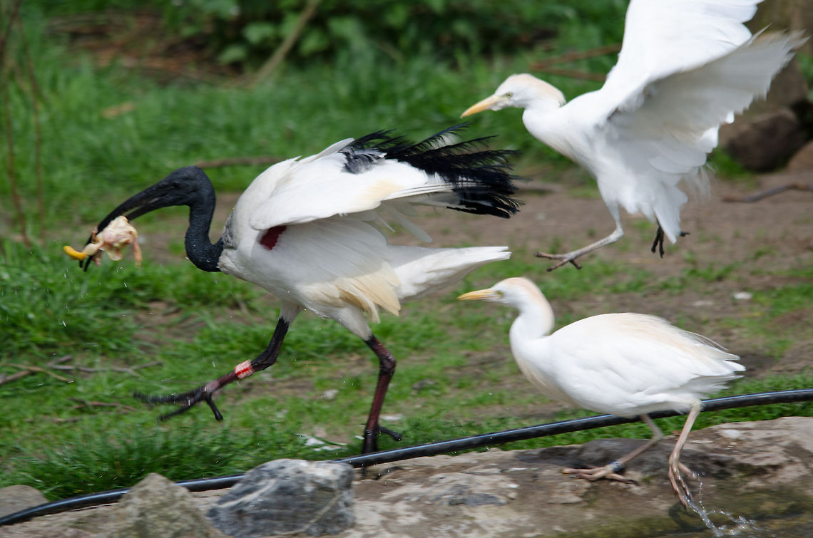 Share, share...it's only fair Dead mini chickz are all minezzzzz. African Sacred Ibis,Beekse bergen,Threskiornis aethiopicus