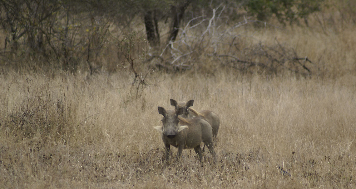 Warthog friends have each other's back One of my earlier photos showed Warthogs in orange. These are grey due to the different color of sand in this area. Check out their moustaches. Mammals,Phacochoerus africanus,South Africa,Warthog