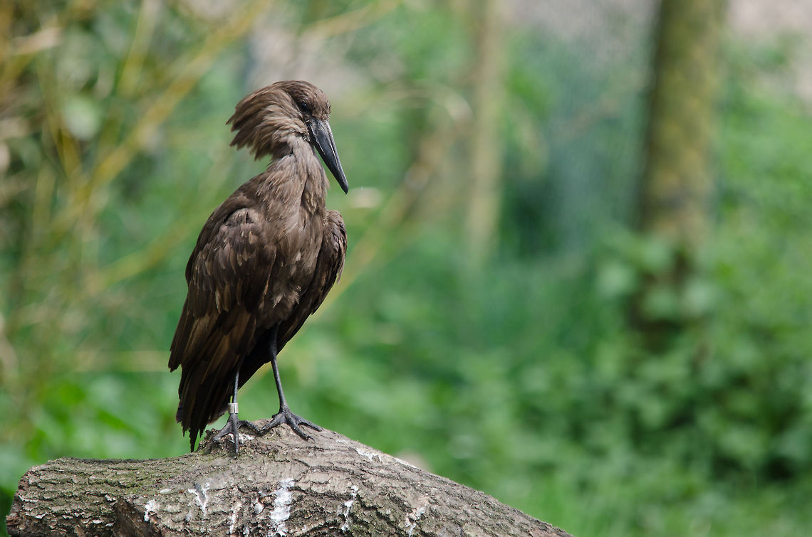 Hamerkop A hamerkop in a pose typical for its name.  Beekse Bergen,Hamerkop,Scopus umbretta