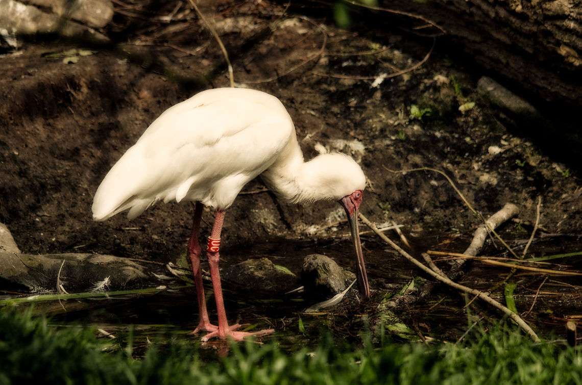 African Spoonbill African Spoonbill uses his &quot;spoon&quot; to fish for food in the pond. African Spoonbill,Beekse bergen,Platalea alba