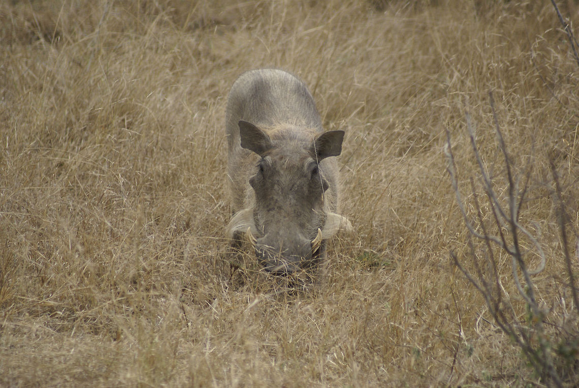 Warthog grazing Grey warthog grazes the fields of Kruger National Park, South Africa. Phacochoerus africanus,South Africa,Warthog